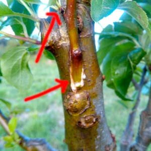 Injerto lateral en manzano