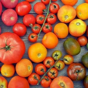 Tomates variados