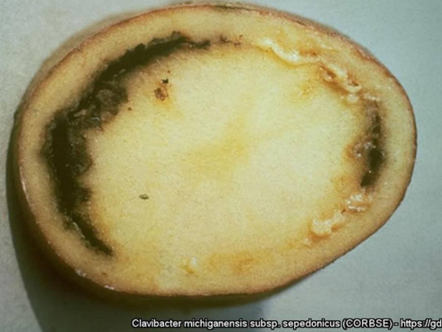 Necrosis bacteriana en patata