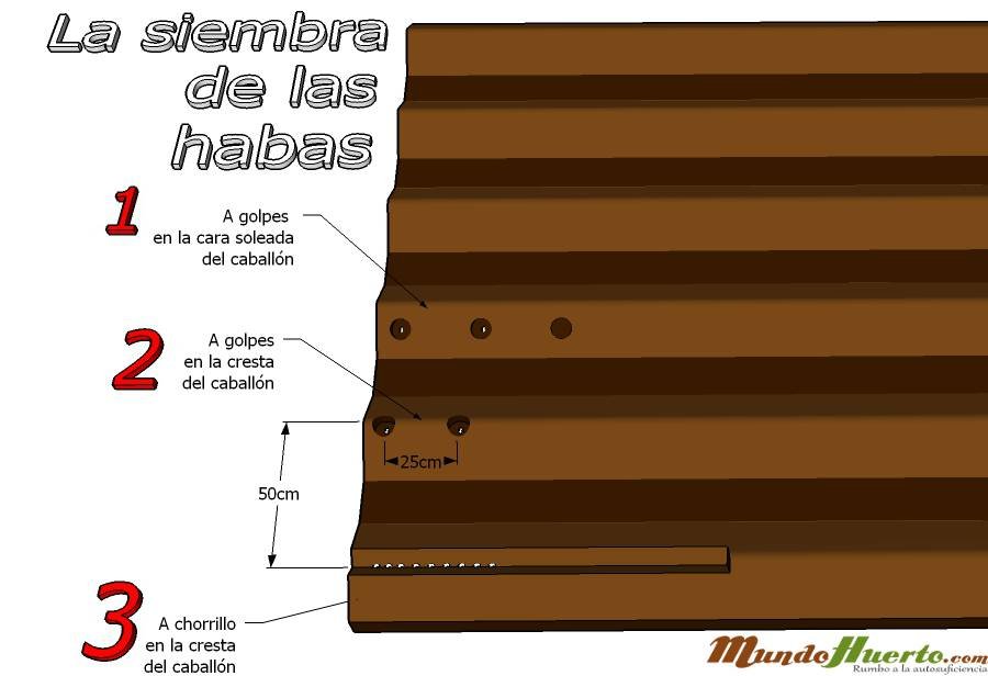 Boceto sobre la siembra de las habas