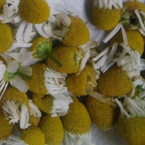 botones-florales-manzanilla