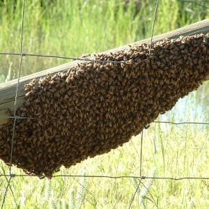 Enjambre de abejas en mi casa ¿Qué hago?