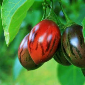 Frutos tomate arbol tamarillo