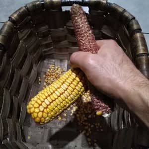 Cómo desgranar maíz