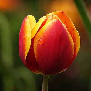 Tulipan anaranjado